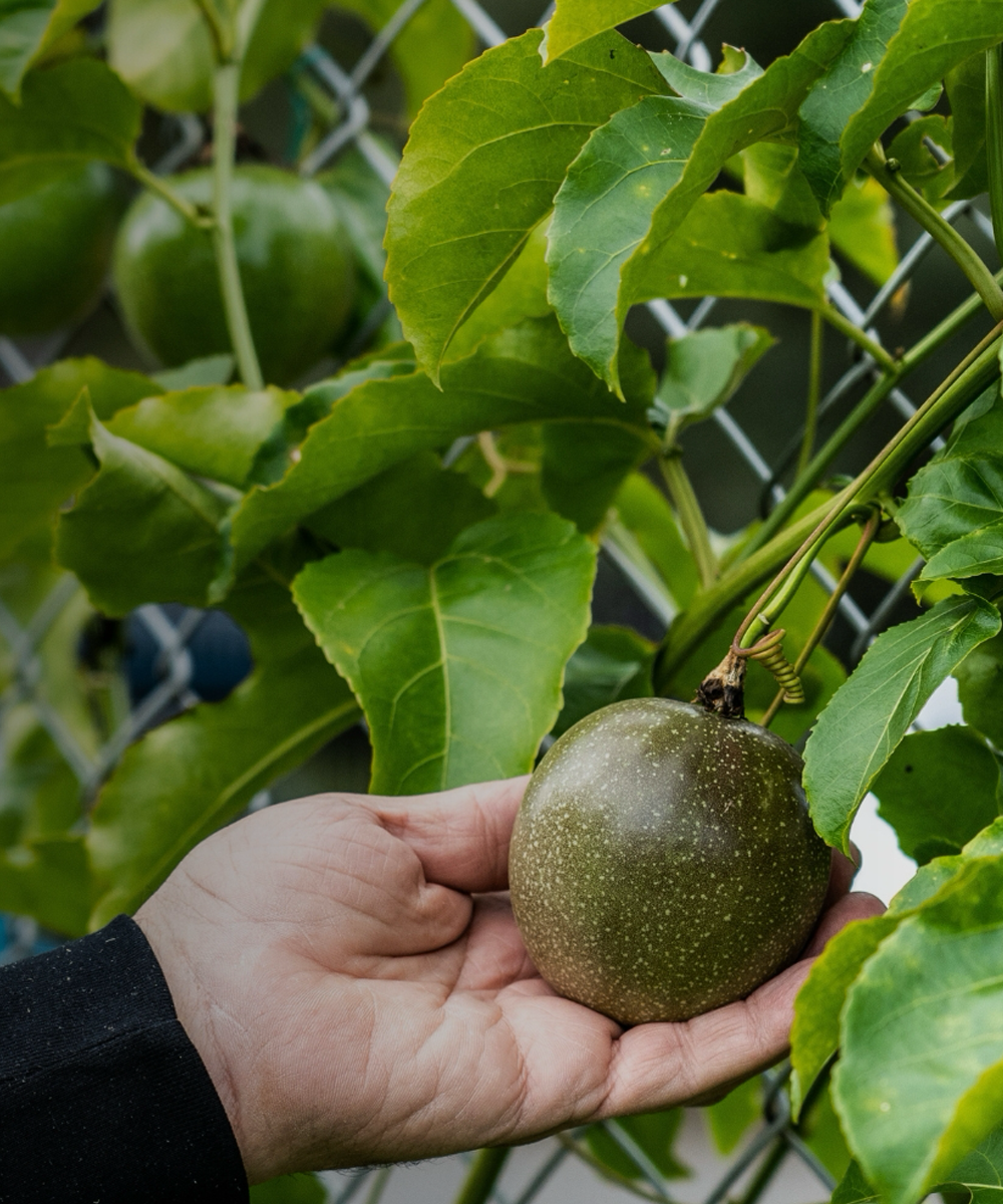 Hand som håller i ett grönt apple i Audio-Technicas trädgård